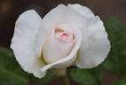 Mariangela Melato rose photo