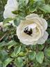 Summer Memories rose photo