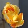André Willemse rose photo