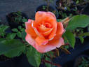 Bengali ® rose photo