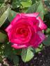 Signature ® rose photo