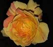 André Willemse rose photo