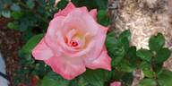 Barbara Bush ™ rose photo