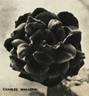 Charles Mallerin rose photo