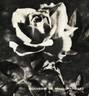Souvenir de Madame C. Chambard rose photo