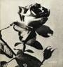 Ampère rose photo