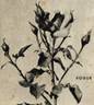 Vogue rose photo