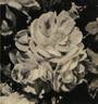 Fashion rose photo