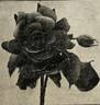 Brasier rose photo