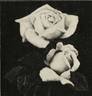 Gorgeous rose photo
