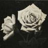 Jeunesse Eternelle rose photo