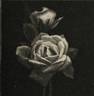 Mevrouw G.A. van Rossem rose photo