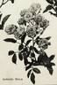 Gabrielle Privat rose photo