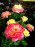 Concours Lepine ® rose photo
