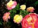 Concours Lepine ® rose photo