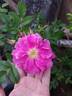 Ягодный Сорбет rose photo