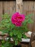 Ягодный Сорбет rose photo