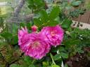 Ягодный Сорбет rose photo