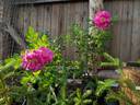 Ягодный Сорбет rose photo