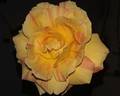 André Willemse rose photo