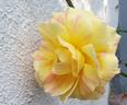 André Willemse rose photo