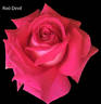 Red Devil rose photo