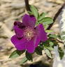 Basye's Purple Rose rose photo