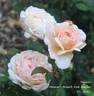Tamora rose photo