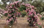 Pinkie, Cl. rose photo