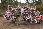 Jeanne Lajoie rose photo