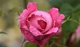 Mary Potter rose photo
