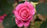 Mary Potter rose photo