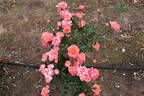 Mary Marshall rose photo