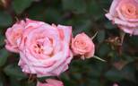Minnie Pearl ™ rose photo