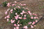 Minnie Pearl ™ rose photo