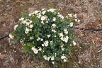 Little Eskimo rose photo