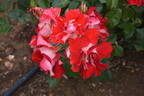 Topsy Turvy ™ rose photo