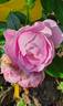 Nautica rose photo