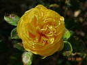 Gina Lollobrigida rose photo