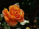 Flora Danica rose photo