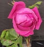 Roi de Siam - in commerce rose photo