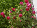 Roi de Siam - in commerce rose photo