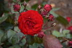 Europeana rose photo