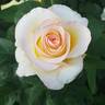 Ms. Jan rose photo
