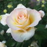Ms. Jan rose photo