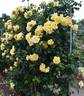 Lancelot rose photo