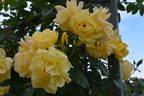 Lancelot rose photo