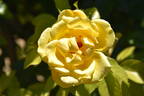 Lancelot rose photo