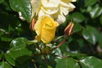 Lancelot rose photo