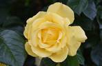 Lancelot rose photo